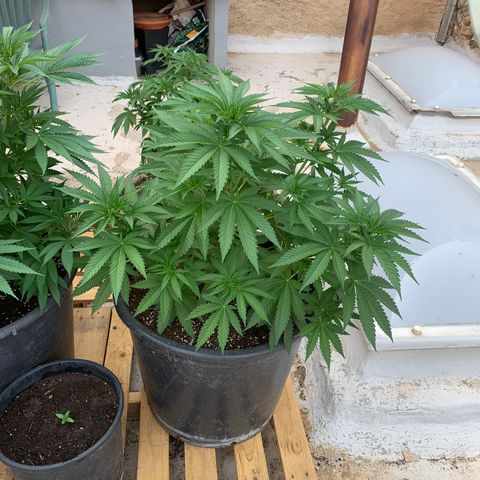 OG Kush growlog timeline photo