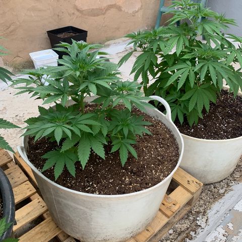 OG Kush growlog timeline photo