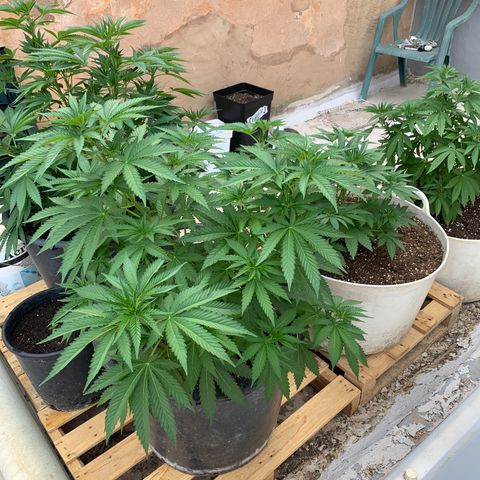 OG Kush growlog timeline photo