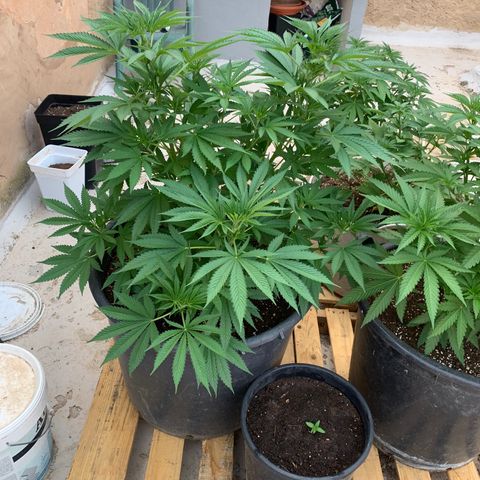 OG Kush growlog timeline photo