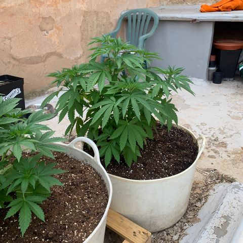 OG Kush growlog timeline photo