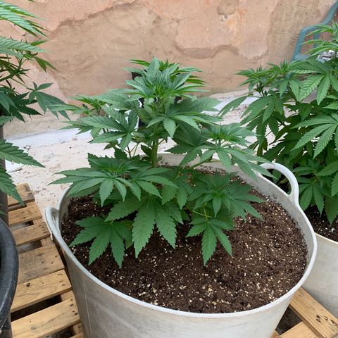 OG Kush growlog timeline photo