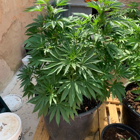 Banana waffels growlog timeline photo