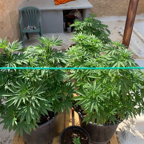 OG Kush growlog timeline photo