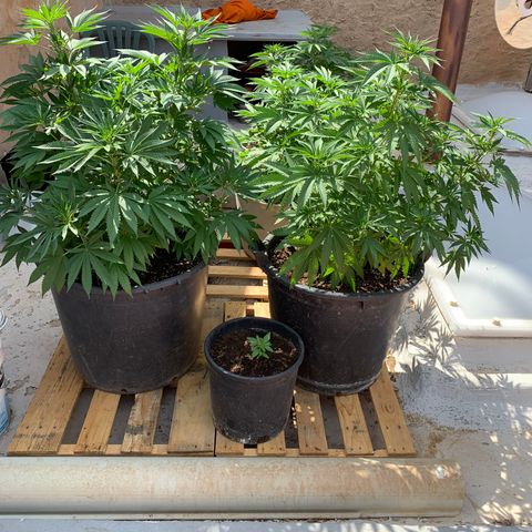OG Kush growlog timeline photo
