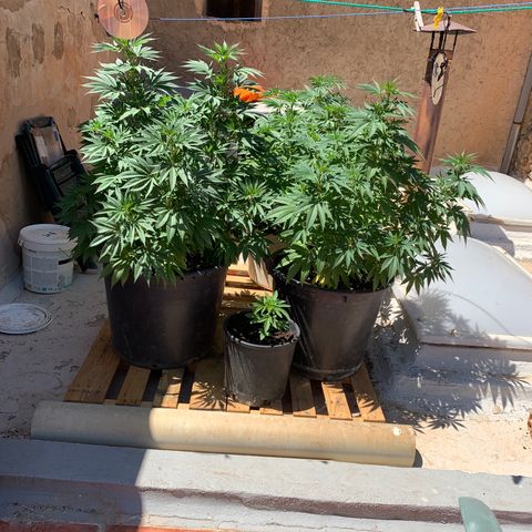 Banana waffels growlog timeline photo