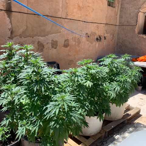OG Kush growlog timeline photo