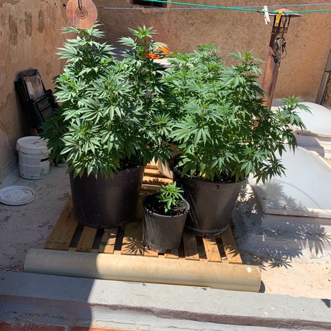 OG Kush growlog timeline photo