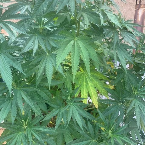 Banana waffels growlog timeline photo