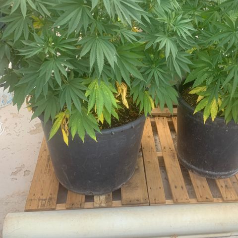 Banana waffels growlog timeline photo