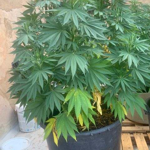 Banana waffels growlog timeline photo