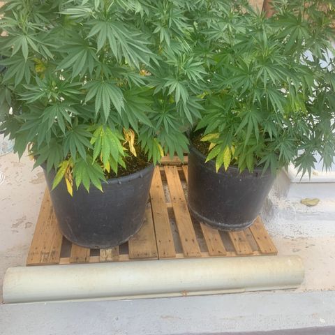 OG Kush growlog timeline photo