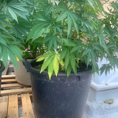 OG Kush growlog timeline photo