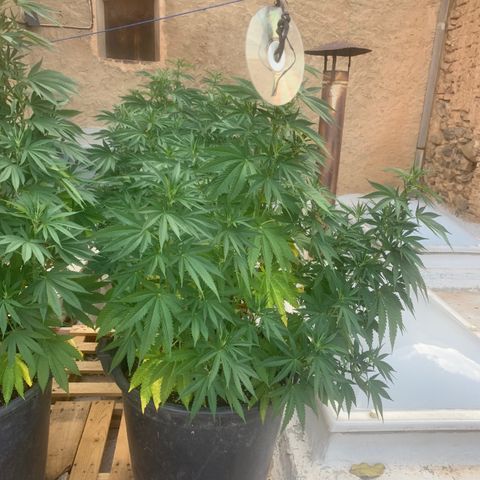 OG Kush growlog timeline photo