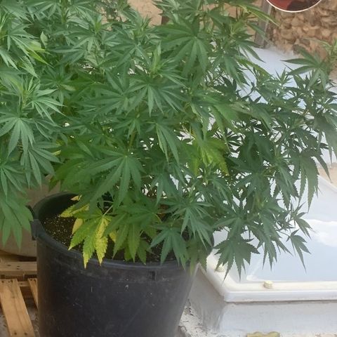 OG Kush growlog timeline photo