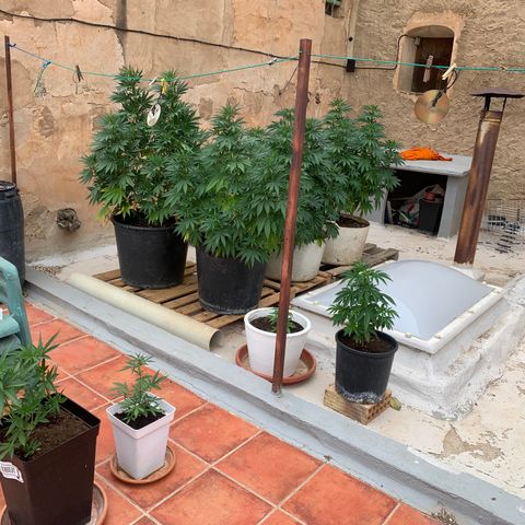 OG Kush growlog timeline photo
