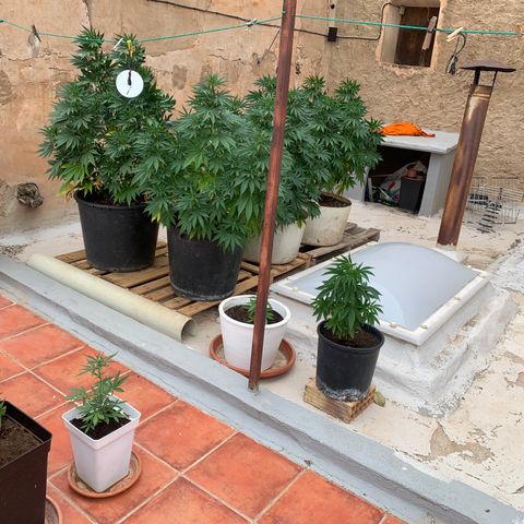 OG Kush growlog timeline photo