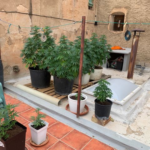 OG Kush growlog timeline photo