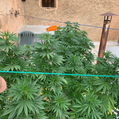 OG Kush growlog timeline photo