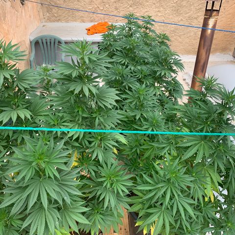 OG Kush growlog timeline photo