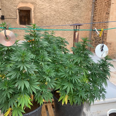OG Kush growlog timeline photo