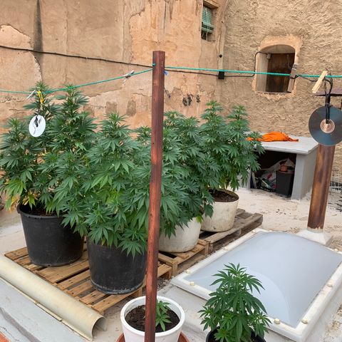 OG Kush growlog timeline photo