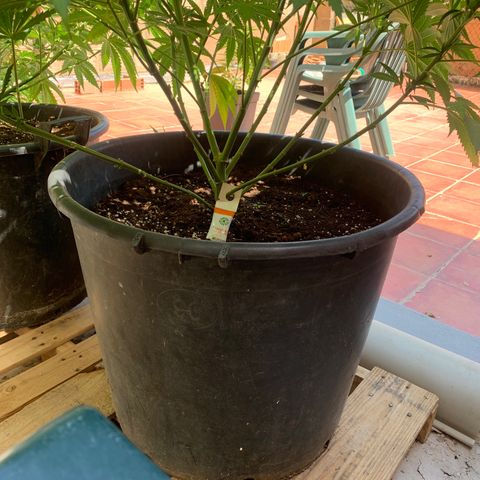 Banana waffels growlog timeline photo