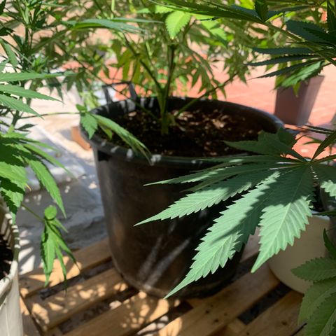 OG Kush growlog timeline photo