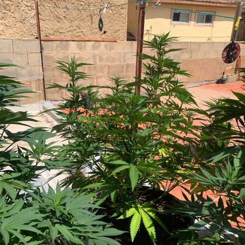 OG Kush growlog timeline photo