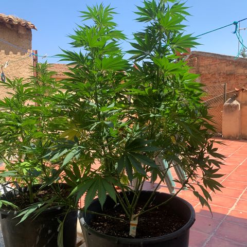 Banana waffels growlog timeline photo