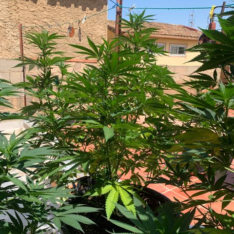 OG Kush growlog timeline photo