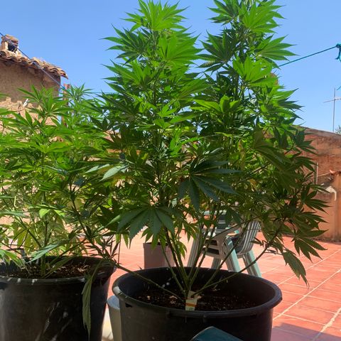 Banana waffels growlog timeline photo