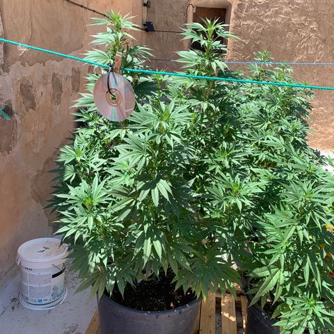 Banana waffels growlog timeline photo