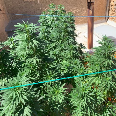 Banana waffels growlog timeline photo