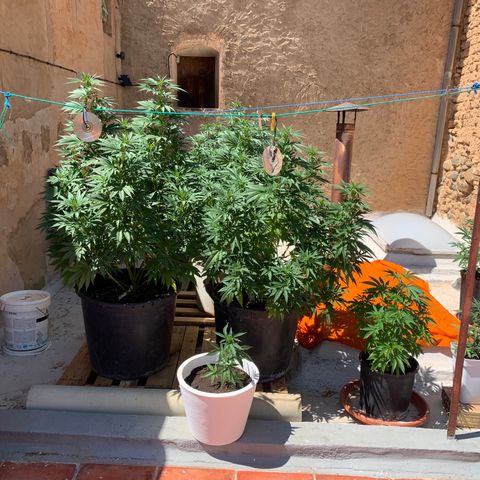 Banana waffels growlog timeline photo