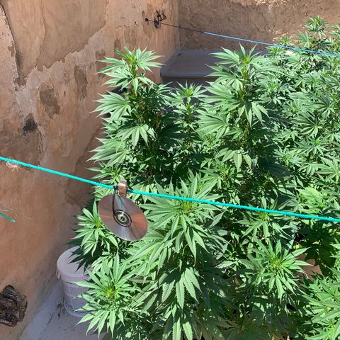 Banana waffels growlog timeline photo