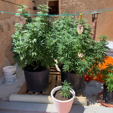 Banana waffels growlog timeline photo