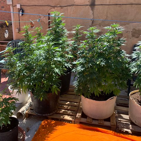 OG Kush growlog timeline photo