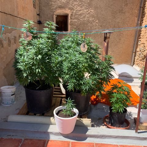 OG Kush growlog timeline photo