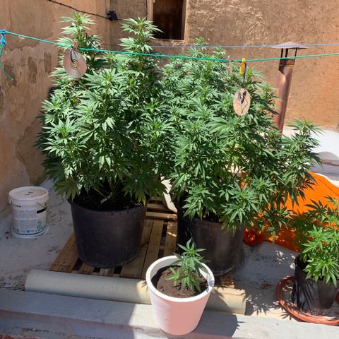 OG Kush growlog timeline photo