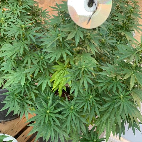 OG Kush growlog timeline photo