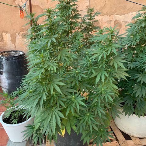 OG Kush growlog timeline photo