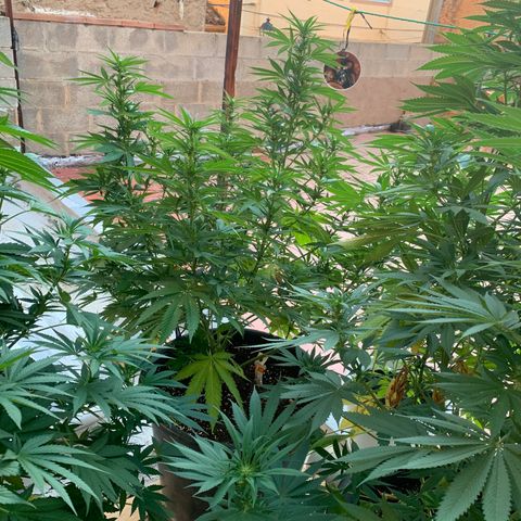 OG Kush growlog timeline photo