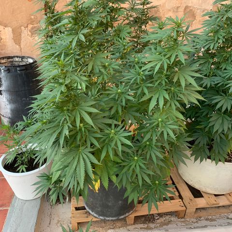 OG Kush growlog timeline photo