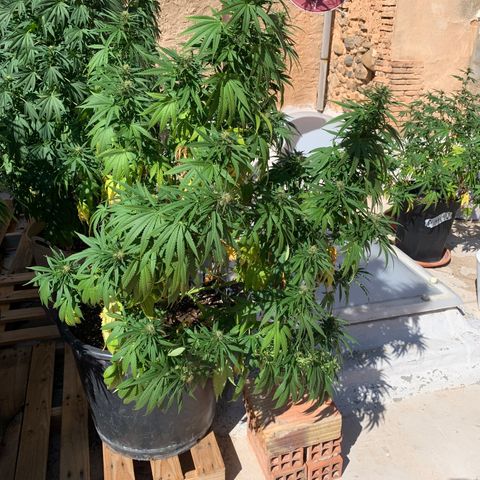 OG Kush growlog timeline photo