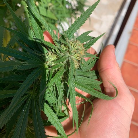 OG Kush growlog timeline photo