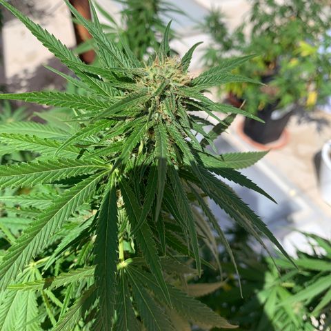 OG Kush growlog timeline photo