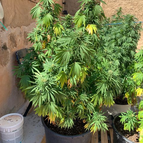 Banana waffels growlog timeline photo