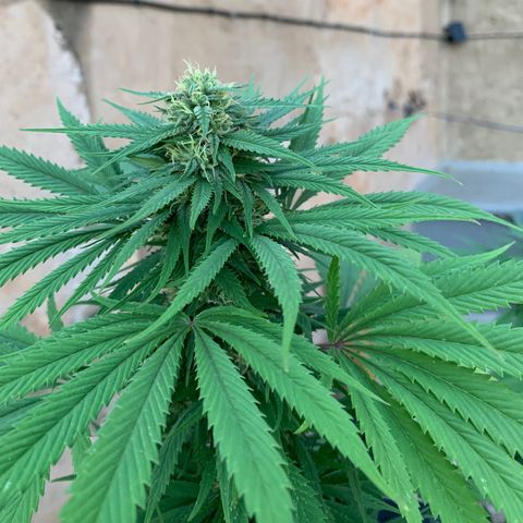 Banana waffels growlog timeline photo