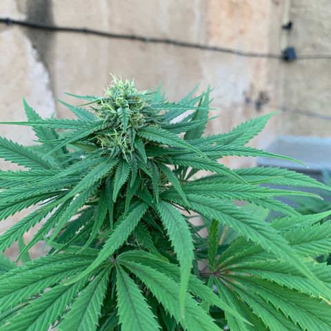 Banana waffels growlog timeline photo